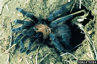 female tarantulajpg
